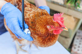 POULTRY HEALTH MANAGEMENT